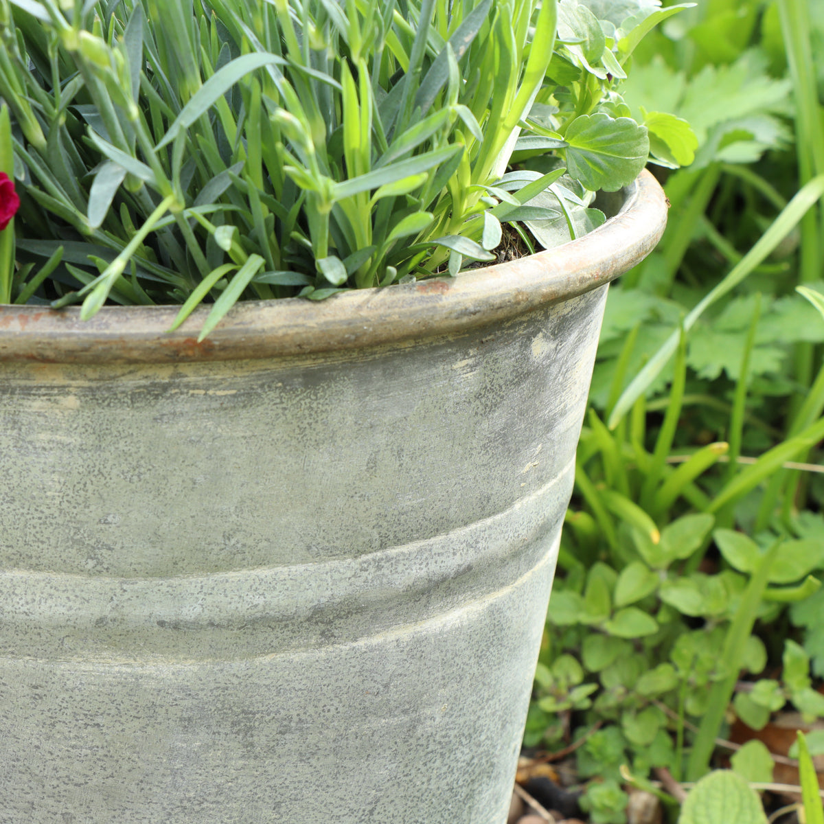 Rustic Grey Metal Bucket Planter Pot