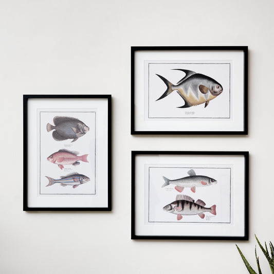  Set of 3 Black Framed Fish Wall Prints 